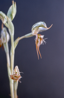 APII jpeg image of Pterostylis setifera  © contact APII