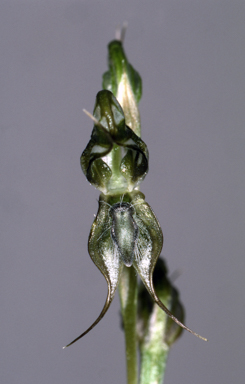 APII jpeg image of Pterostylis roensis  © contact APII