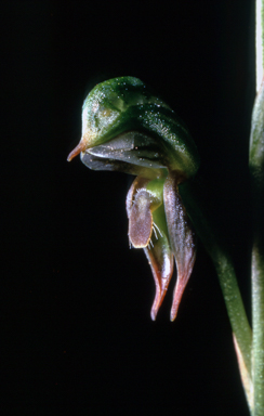 APII jpeg image of Pterostylis pusilla  © contact APII