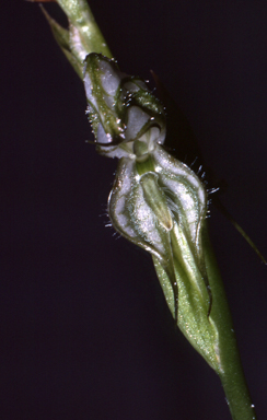 APII jpeg image of Pterostylis leptochila  © contact APII