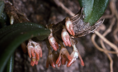 APII jpeg image of Bulbophyllum shepherdii  © contact APII