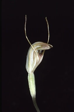 APII jpeg image of Pterostylis nana  © contact APII