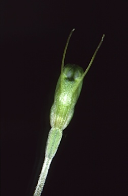 APII jpeg image of Pterostylis nana  © contact APII