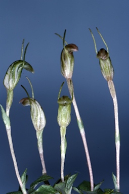 APII jpeg image of Pterostylis voigtii  © contact APII