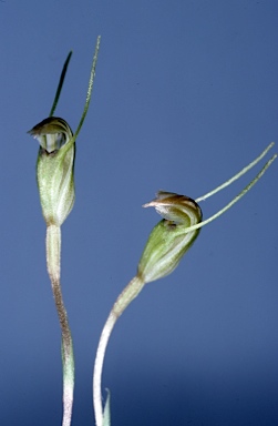 APII jpeg image of Pterostylis parva  © contact APII