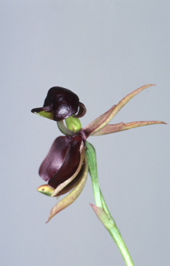 APII jpeg image of Caleana major  © contact APII