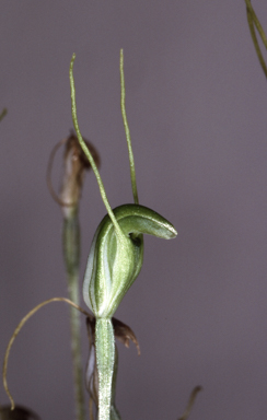 APII jpeg image of Pterostylis nana  © contact APII