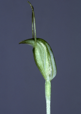 APII jpeg image of Diplodium nanum  © contact APII