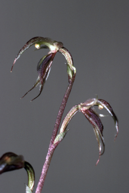 APII jpeg image of Acianthus collinus  © contact APII