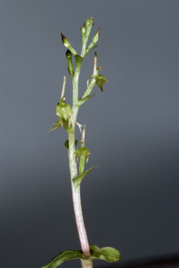 APII jpeg image of Stigmatodactylus sublestus  © contact APII