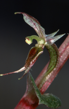 APII jpeg image of Acianthus pusillus  © contact APII