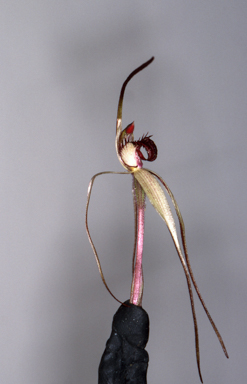 APII jpeg image of Caladenia arenaria  © contact APII