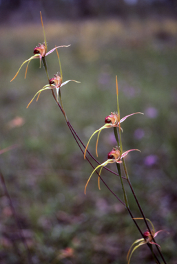 APII jpeg image of Caladenia pectinata  © contact APII