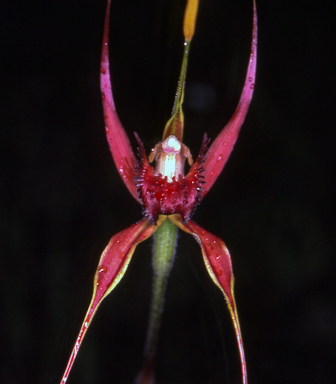 APII jpeg image of Caladenia pectinata  © contact APII