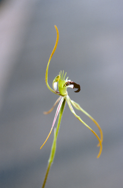 APII jpeg image of Caladenia rileyi  © contact APII