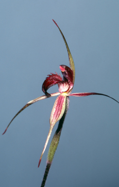 APII jpeg image of Caladenia reticulata  © contact APII