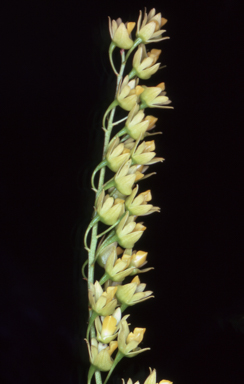 APII jpeg image of Dendrobium monophyllum  © contact APII