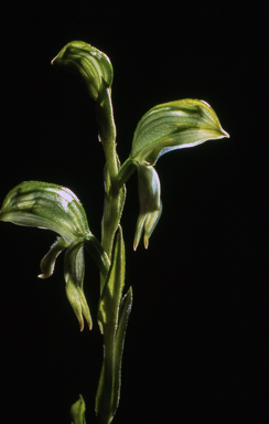 APII jpeg image of Pterostylis viriosa  © contact APII