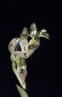 APII jpeg image of Pterostylis williamsonii  © contact APII