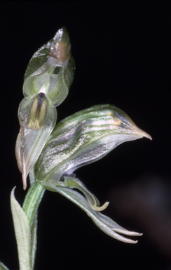 APII jpeg image of Pterostylis chlorogramma  © contact APII