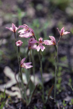 APII jpeg image of Caladenia nana  © contact APII