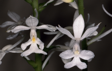 APII jpeg image of Calanthe australasica  © contact APII