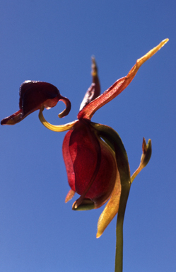 APII jpeg image of Caleana major  © contact APII