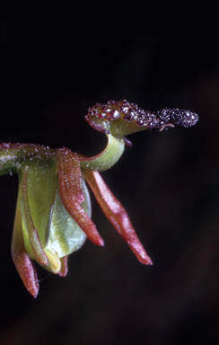 APII jpeg image of Caleana minor  © contact APII