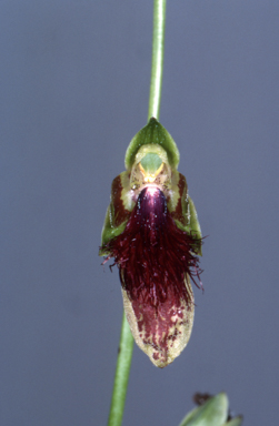 APII jpeg image of Calochilus caeruleus  © contact APII