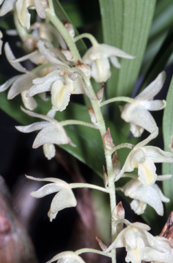 APII jpeg image of Eria fitzalanii  © contact APII