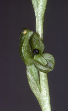 APII jpeg image of Pterostylis bicolor  © contact APII