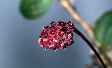 APII jpeg image of Bulbophyllum evasum  © contact APII