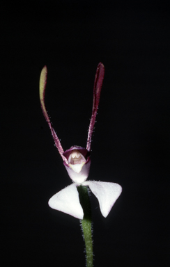 APII jpeg image of Leptoceras menziesii  © contact APII