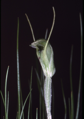 APII jpeg image of Pterostylis clavigera  © contact APII