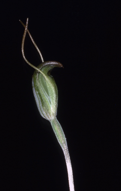 APII jpeg image of Pterostylis karri  © contact APII