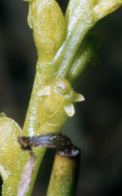 APII jpeg image of Microtis atrata  © contact APII