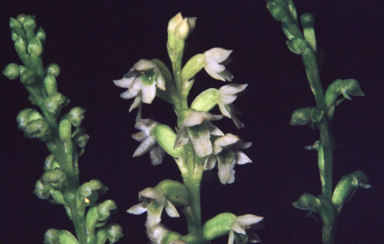 APII jpeg image of Microtis globula  © contact APII