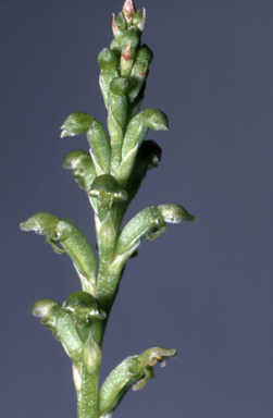 APII jpeg image of Microtis frutetorum  © contact APII