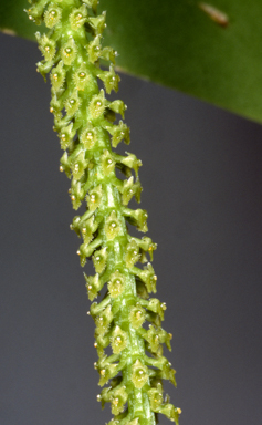 APII jpeg image of Oberonia complanata  © contact APII