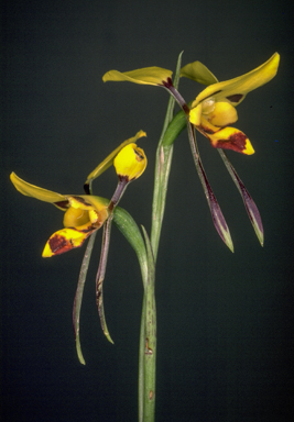 APII jpeg image of Diuris sulphurea  © contact APII