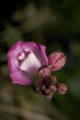 APII jpeg image of Sarcochilus roseus  © contact APII