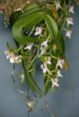 APII jpeg image of Sarcochilus australis  © contact APII