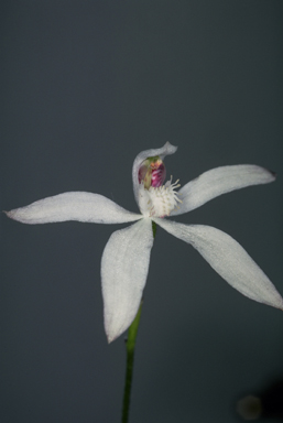 APII jpeg image of Stegostyla dimorpha  © contact APII