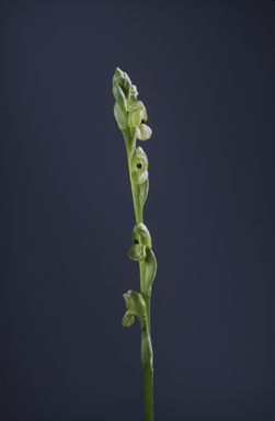 APII jpeg image of Hymenochilus bicolor  © contact APII