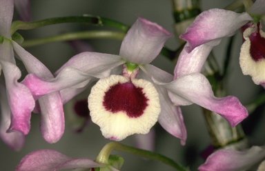 APII jpeg image of Dendrobium nobile  © contact APII