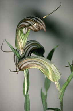 APII jpeg image of Diplodium truncatum  © contact APII