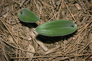 APII jpeg image of Cyanicula sericea  © contact APII