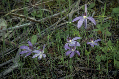 APII jpeg image of Cyanicula caerulea  © contact APII