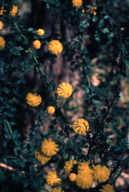 APII jpeg image of Acacia pulchella  © contact APII