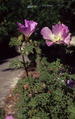 APII jpeg image of Alyogyne huegelii  © contact APII